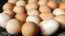 Всяко второ яйце на германския пазар е вносно