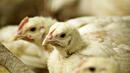 38% от птицефермите не отговарят на евроизискванията