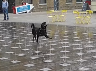 Кучето, което ни показва къде се крие щастието (ВИДЕО)