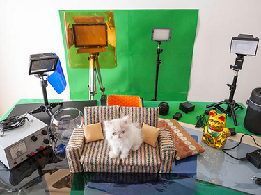 Стопанин описва ежедневието на котката си в снимки 