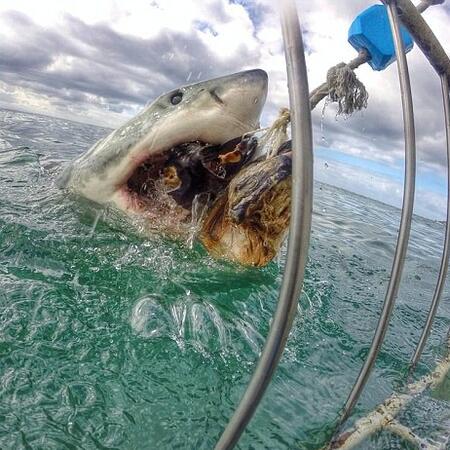 Смразяващ кадър на бяла акула стана хит в мрежата (СНИМКИ)