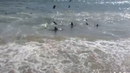 Уникално! Акули излязоха на брега на океана и започнаха да нападат птици (ВИДЕО)
