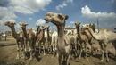 Групово селфи с ухилена камила стана хит във Facebook (СНИМКА)
