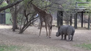 Бебе носорог закача жираф, но пострада лошо (ВИДЕО)
