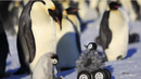 Пингвин робот се внедри сред императорски пингвини (ВИДЕО)