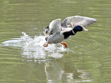 Ловци и еколози заедно пазят птиците от бургаските езера