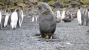 Извратено и невиждано досега! Морска котка изнасилва пингвин (ВИДЕО)
