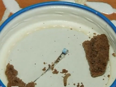 Ужас! Жена си купи бисквити с живи червеи и едва не нахрани бебето си с тях
