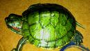 Митничари спасиха близо 600 костенурки от лапите на трафиканти
