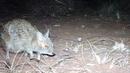 Скрита камера улови кенгуру, смятано за изчезнало още през 2004 г.
