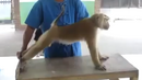 Тази маймунка ще ви накара да се засрамите (ВИДЕО)