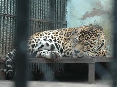11 зоопарка имат 2 месеца да решат как да се преструктурират 