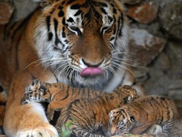 В Индия тигрите се множат ли множат