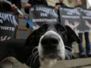 Защитници на животните протестираха срещу готвени промени в Закона за защита на животните  