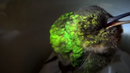 Хъркащо колибри - невероятно, но факт