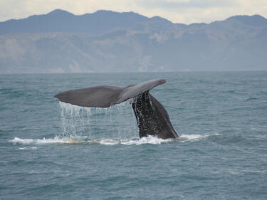 Япония спря временно китолова