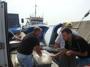 Влиза в сила 2-месечната забрана за улов на калкан и бяла риба