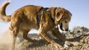 Кучетата все още са най-добрият начин за откриване на човешки останки