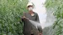 Greenpeace: Земеделските пестициди причиняват рак, Алцхаймер и Паркинсон
