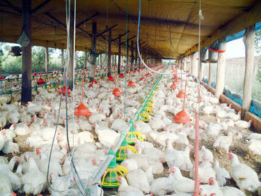 Българските пилета атакуват Страната на изгряващото слънце