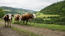 Отпускат още 9 млн. лв. за фермерите от неплодородни региони