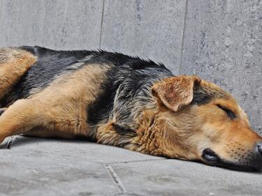 Съседни общини заливат улиците на София с бездомни кучета