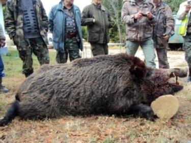 Ловците излизат на протест, искат защита за дивеча от бракониери