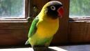 Псуващ папагал засрамва посетители в зоопарк