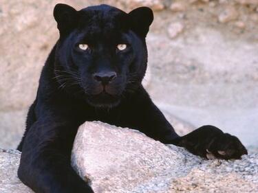 Въпрос: Имат ли петна черните леопарди
