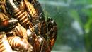Японски зоопарк подобрява имиджа на хлебарките с експозиция 