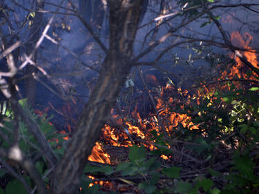 Пожарищата на Рила още не са угасени. От утре и военните се включват на помощ