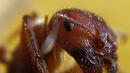 Инвазия на летящи мравки във Великобритания