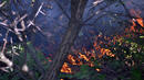 Изгубихме 8 хил. декара гора в пожарите през последния месец