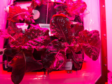 Астронавтите на NASA ще хапват зеленчуци собствено производство (ВИДЕО)