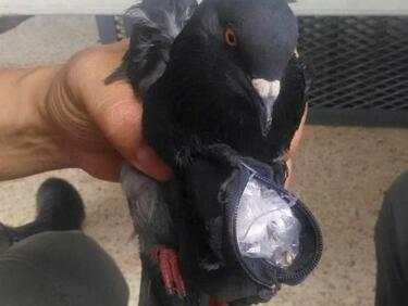 Арестуваха гълъб наркодилър в Коста Рика