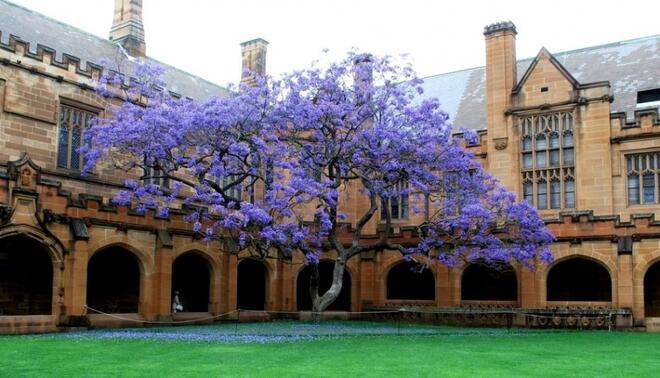 Жакаранда (Виолетово дърво) в разцвет