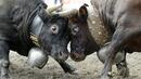 Швейцарски крави сплетоха рога в битка
