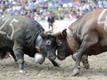 Швейцарски крави сплетоха рога в битка
