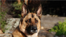 Кучето Ирк залови 47 нелегални имигранти край Малко Търново