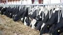 ЕК компенсира щетите на млечните ни фермери с 6 млн. евро
