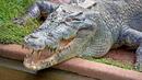 Фотографи заснеха какво е да бъдеш изяден от крокодил (ВИДЕО)