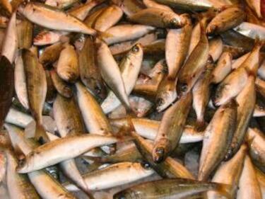 Предлагат забрана на стопански риболов във вътрешните водоеми