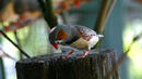 "Влюбените" птици се справят по-добре с отглеждането на потомство
