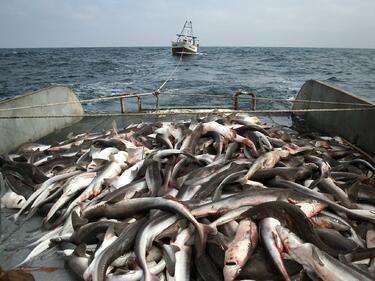 Европейски рибари печелят пари от улов на отпадъци