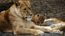 Лъвчетата от Столичния зоопарк стават ТВ-звезди
