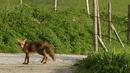 В Монтана пръскват срещу бяс по лисиците