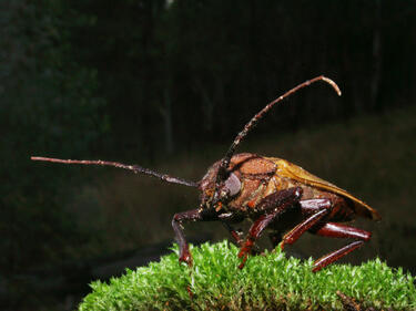 Захапката на хлебарките е пет пъти по-силна от човешката 