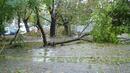 Над 100 сигнала за паднали дървета, клони и светофари в София