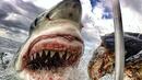 Австралия се предпазва от акулите чрез модерните технологии
