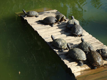 Спасиха 21 сухоземни костенурки в Хасково
